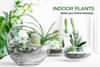Indoor Plants Online