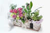 Plant Hampers Online