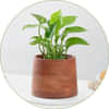 Money Plant
