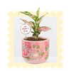 Mother's Day Plants