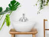 Plants for Bathroom Online