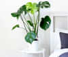 Bedroom Plants Online