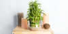 Bonsai Bamboo Plants