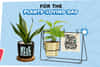 Plants for Dad on Father's Day