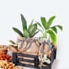 Plants for Host & Hostess