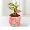 Plants Same day Delivery