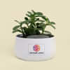Plants for Corporate Gifting Online