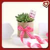 Valentines Succulent Plant to Canada